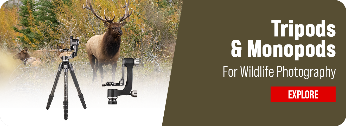 Wildlife Photography Tripods