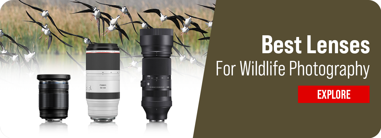 Wildlife Photography Lenses