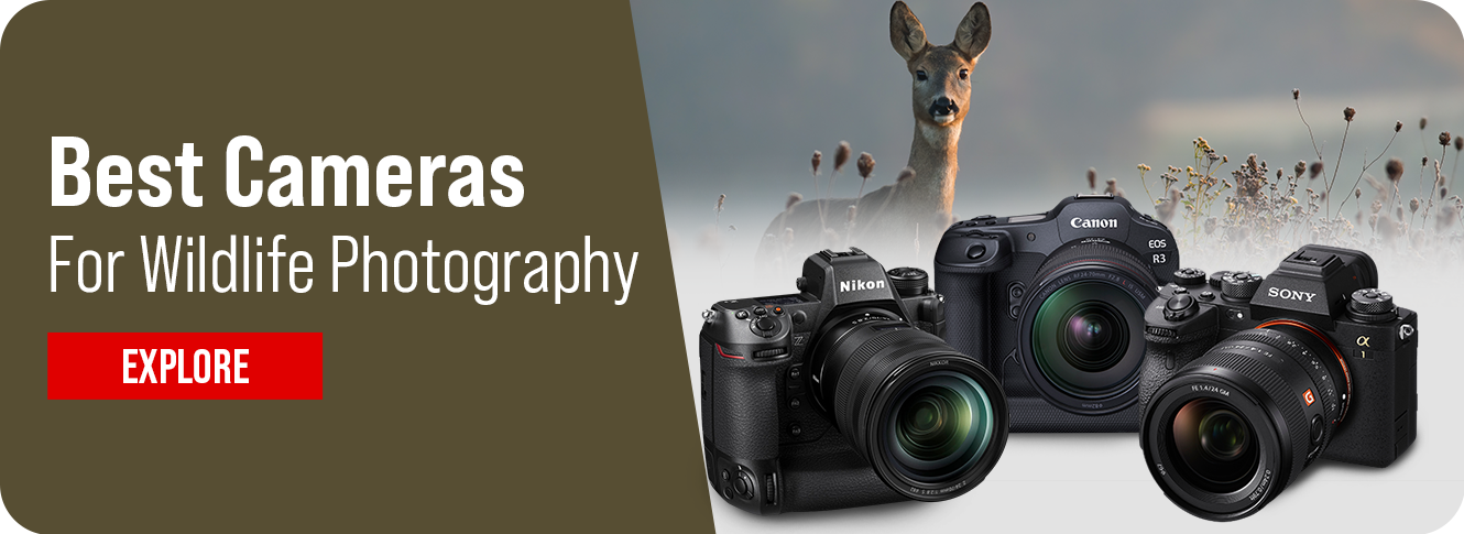 Choosing the Right Camera for Wildlife Photography