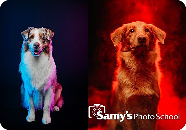 Creative Dog Photography Workshop with Anabel DFlux - Santa Ana