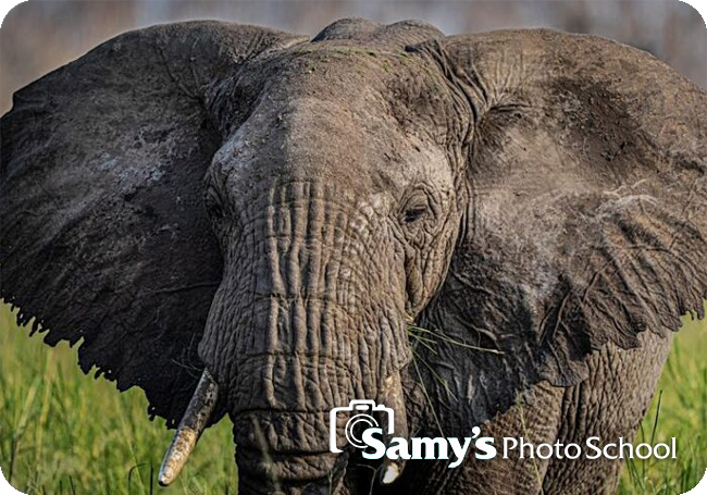Preparing for Your First (or next!) Big Wildlife Safari Trip- Pasadena
