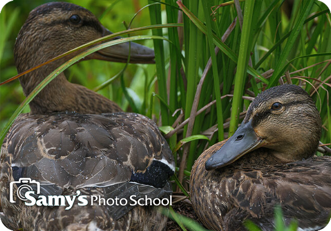Birding Photo Walk Sponsored by Fujifilm & Optics4Birding - Orange County